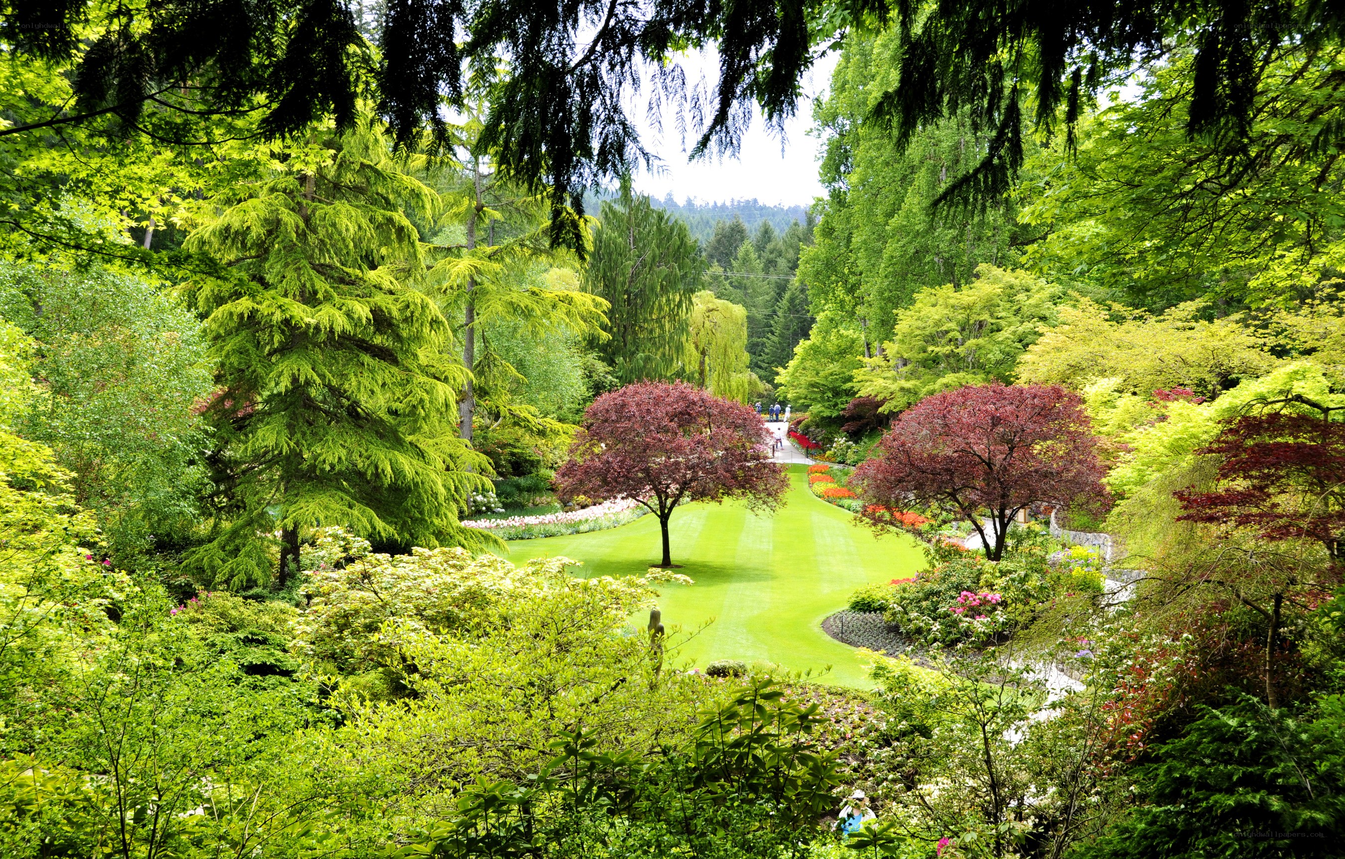 Lush garden with green lawn