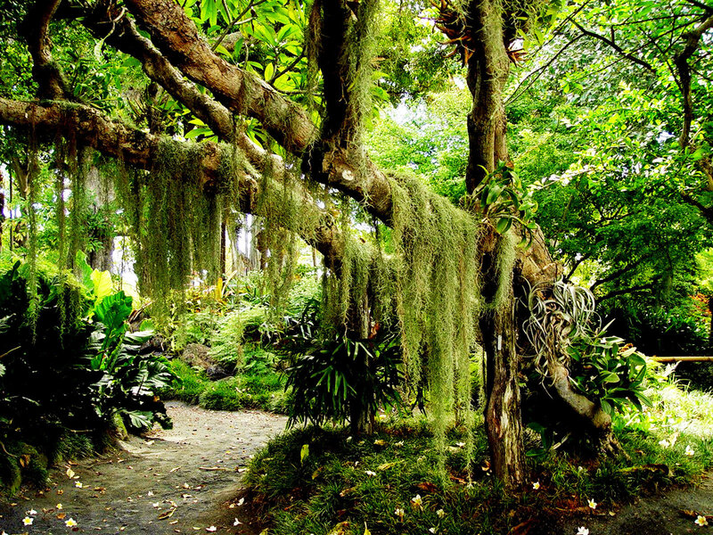 lush garden with hanging moss