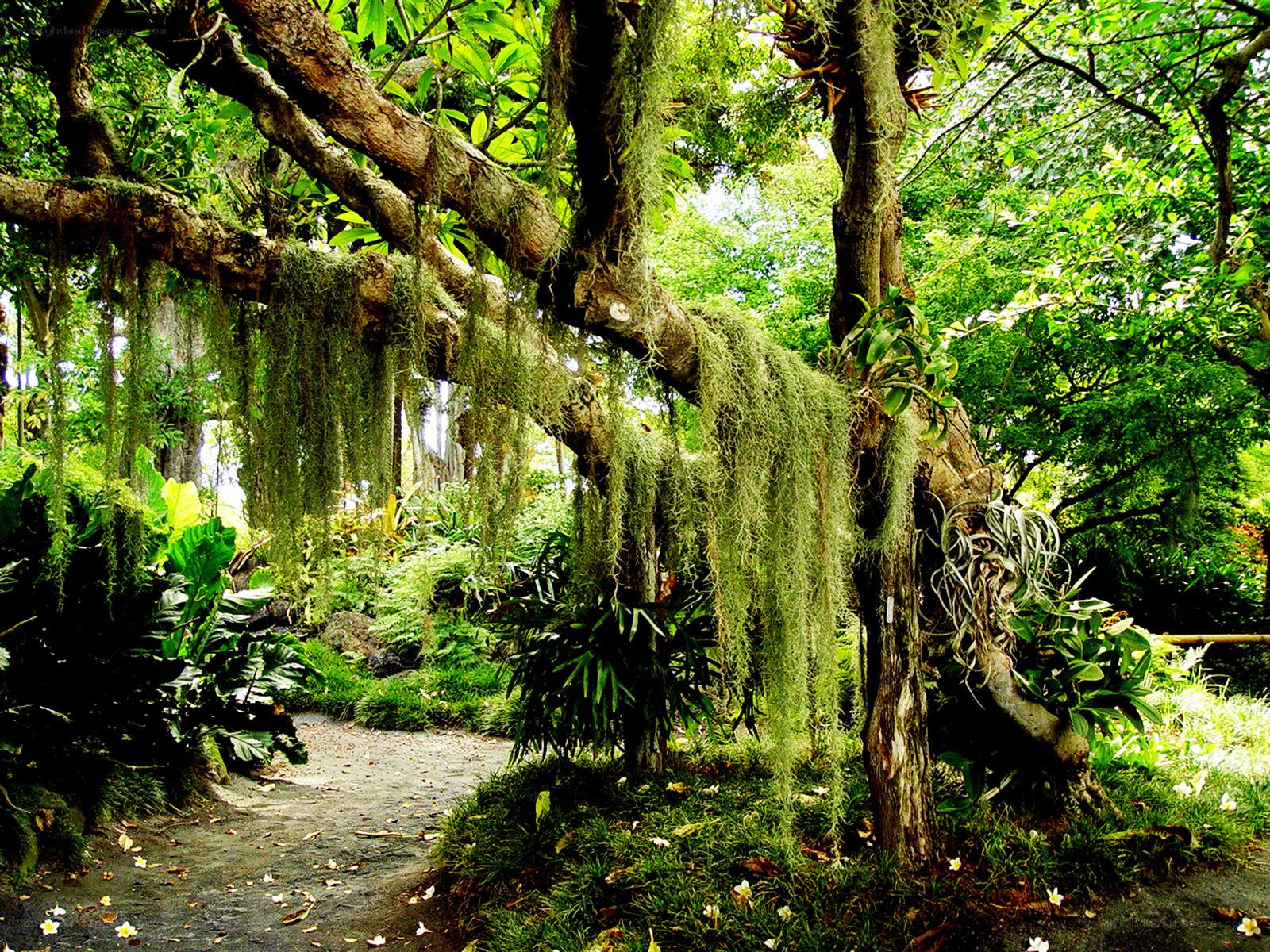 lush garden with hanging moss