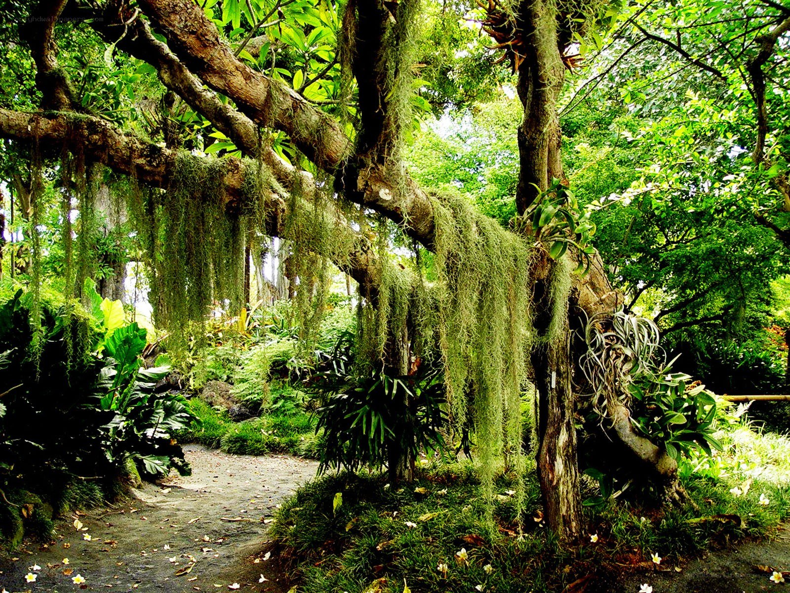 lush garden with hanging moss