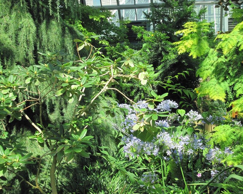 lush garden with purple flowers