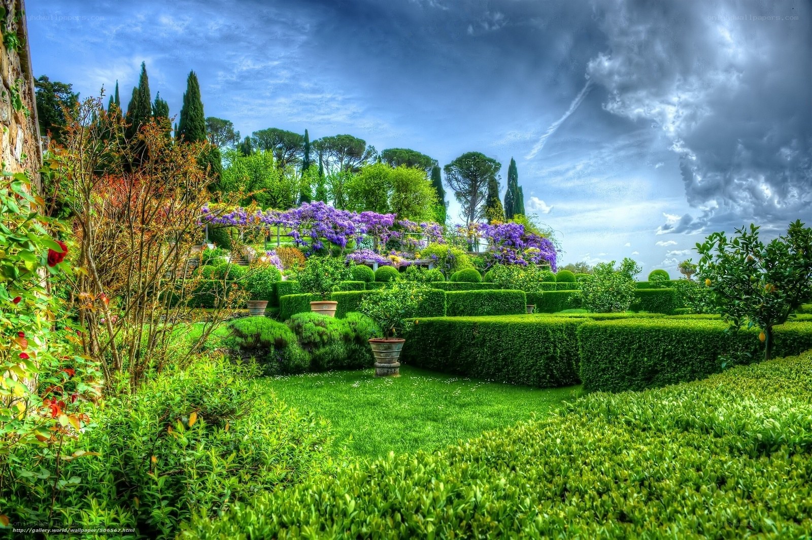 Lush garden with purple flowers