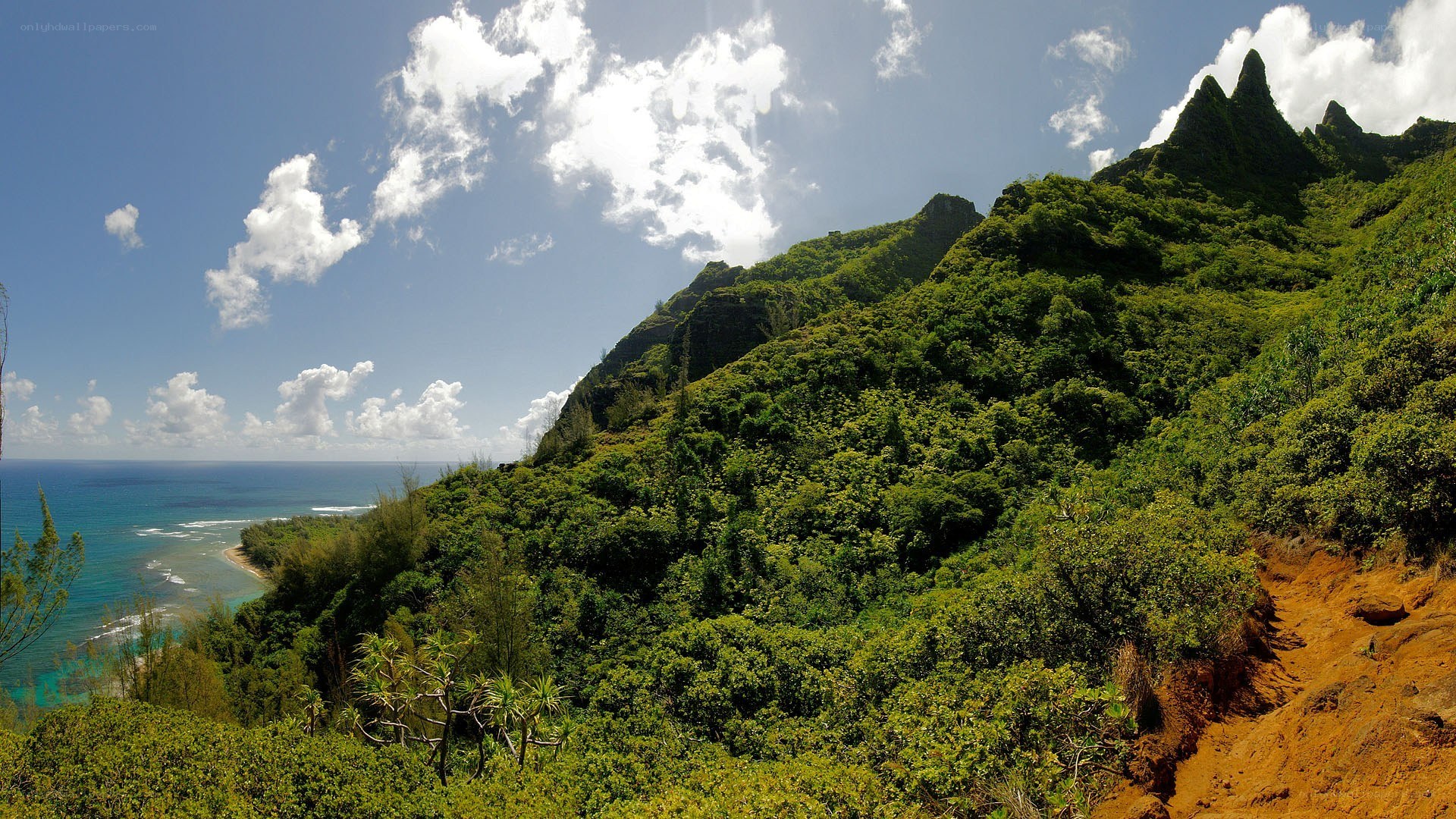 lush green cliffs overlooking the ocean