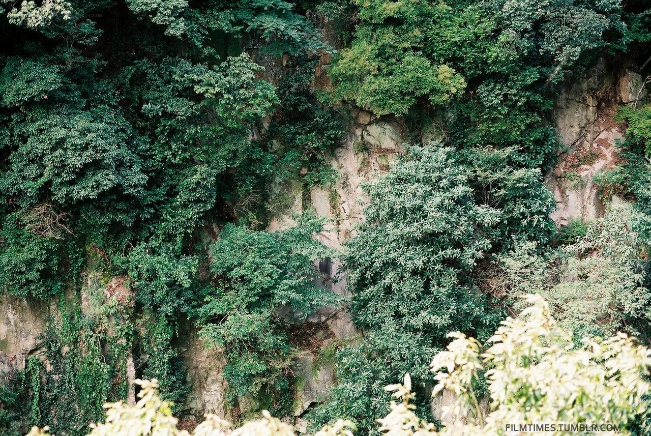 lush green cliffside foliage