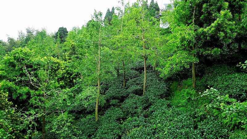 lush green forest landscape