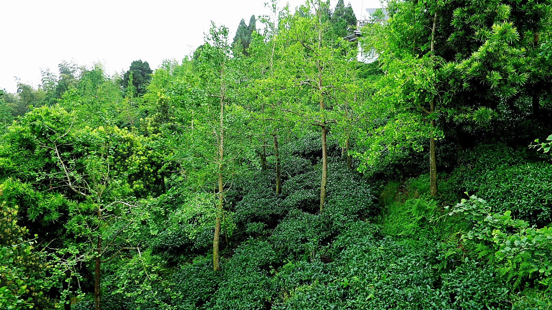 lush green forest landscape