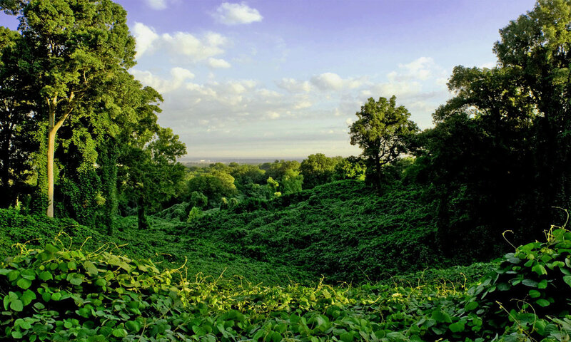 Lush green forest landscape