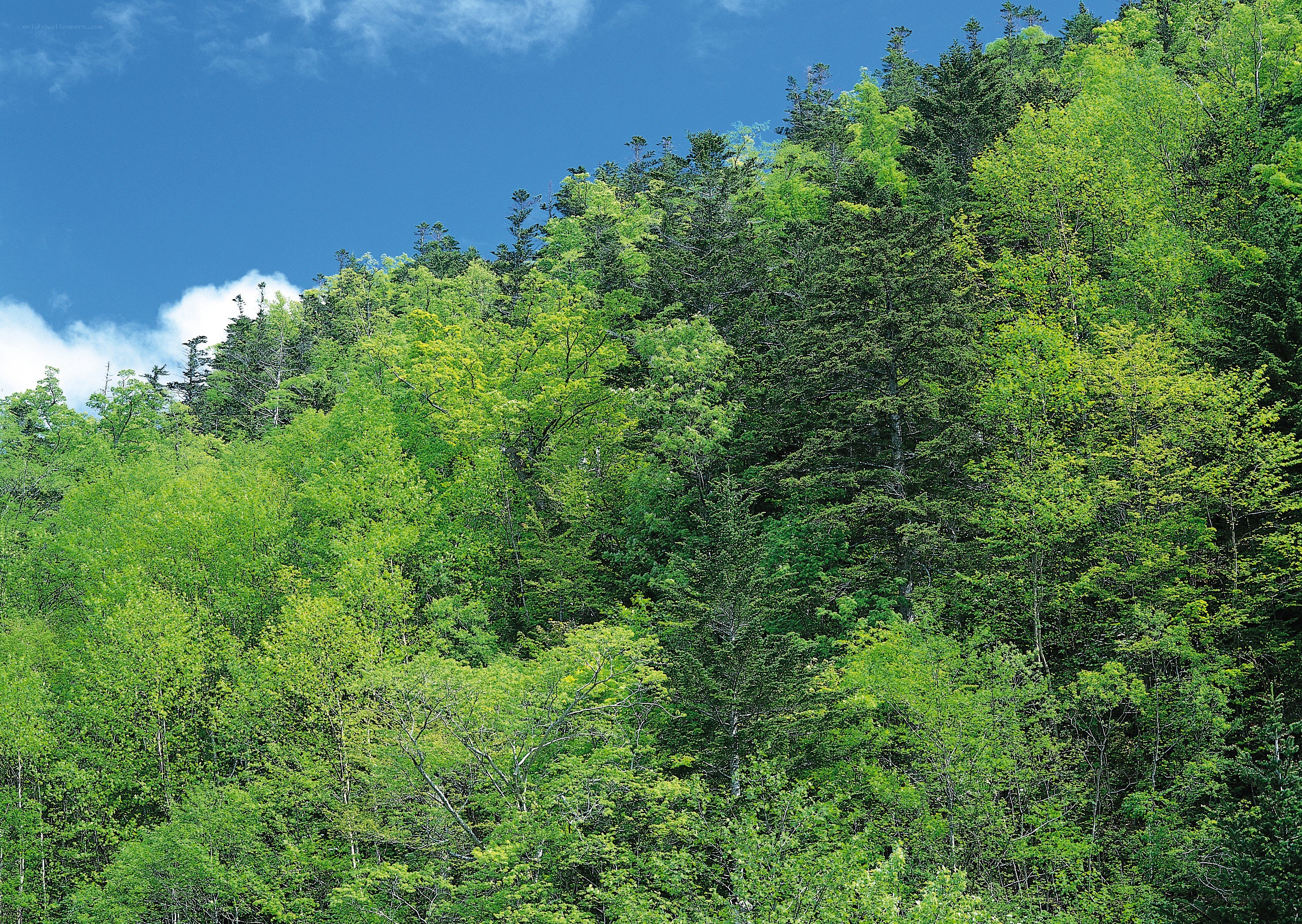 Lush green forest on a hillside