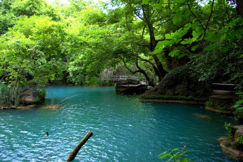 lush green forest stream