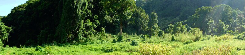 Lush Green Forest