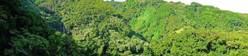 Lush Green Forest Valley — Serene