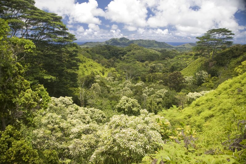 lush green forest valley