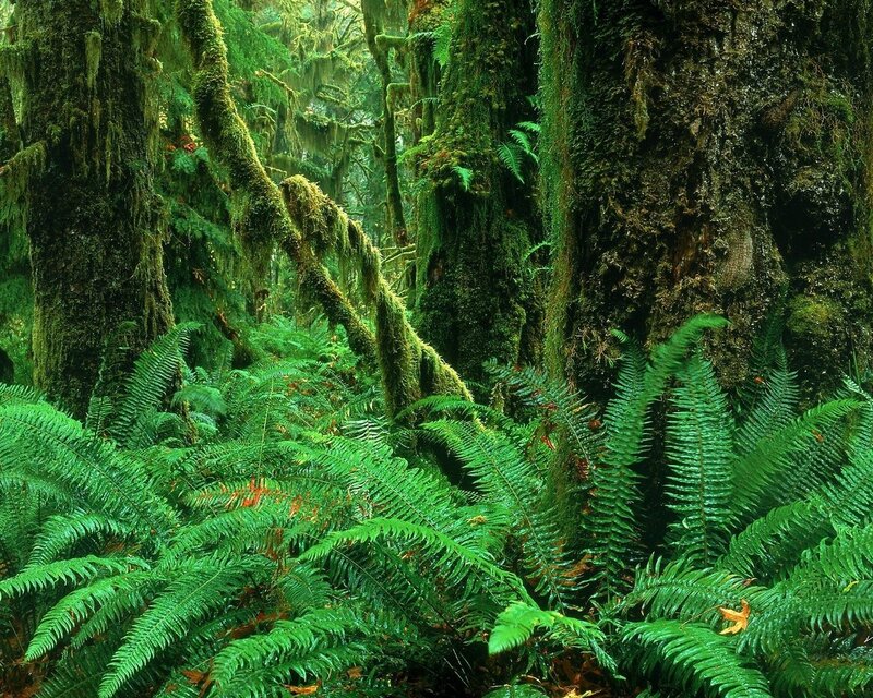 lush green forest with ferns