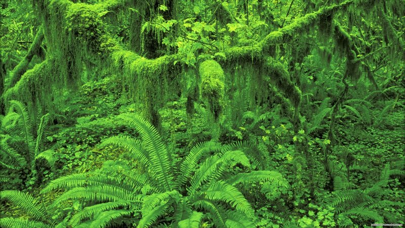 lush green forest with moss and ferns