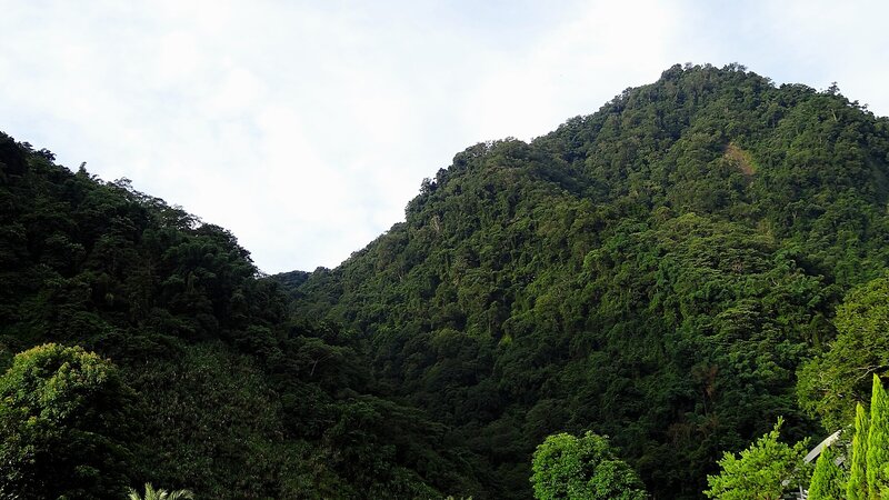 lush green forested mountains