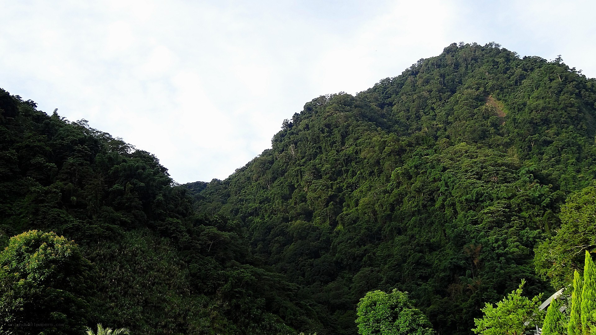 lush green forested mountains