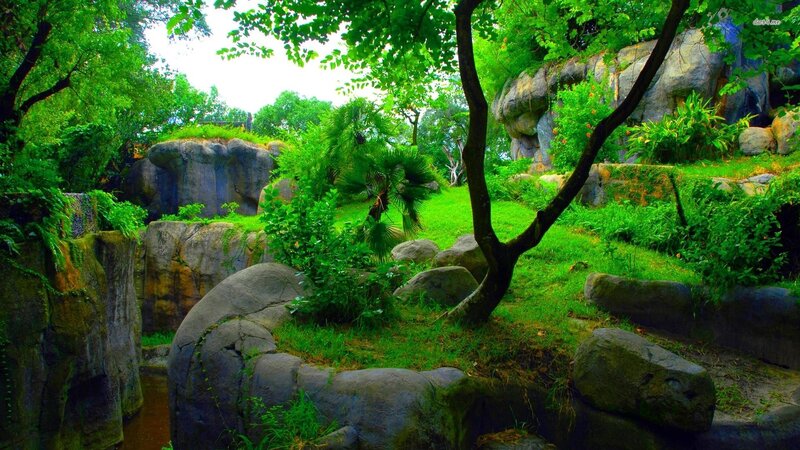 Lush Green Garden — Serene
