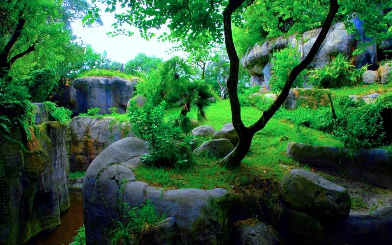 Lush Green Garden