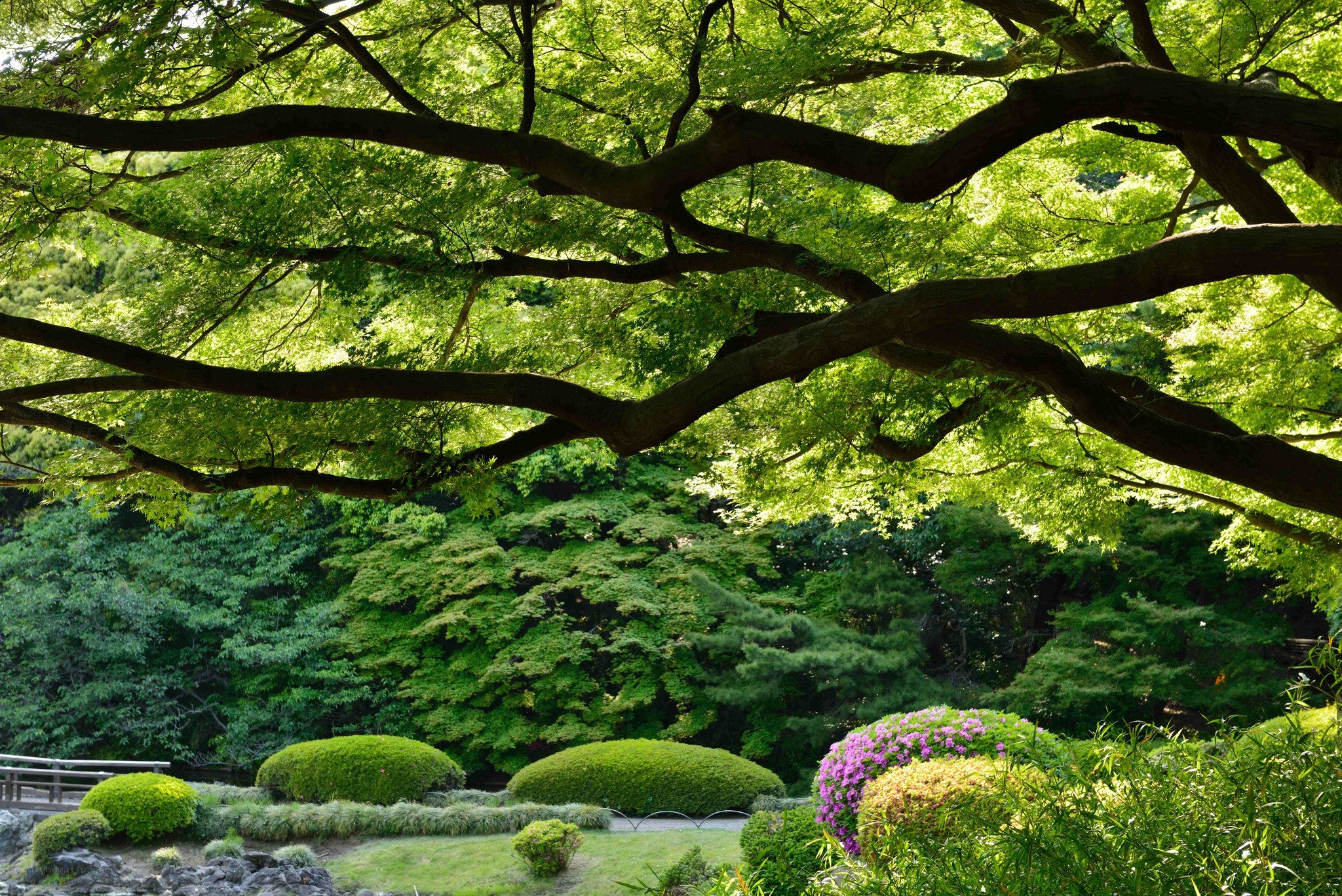 Lush green garden under tree canopy