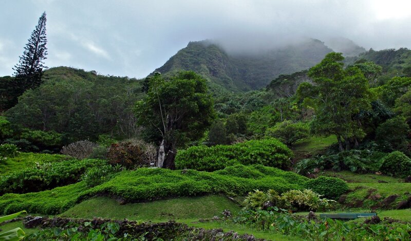 Lush Green Hills and Trees — Serene