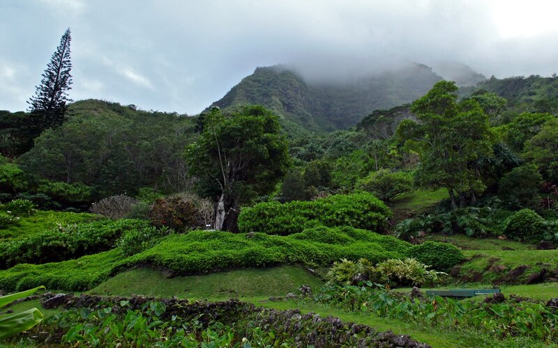 Lush Green Hills and Trees