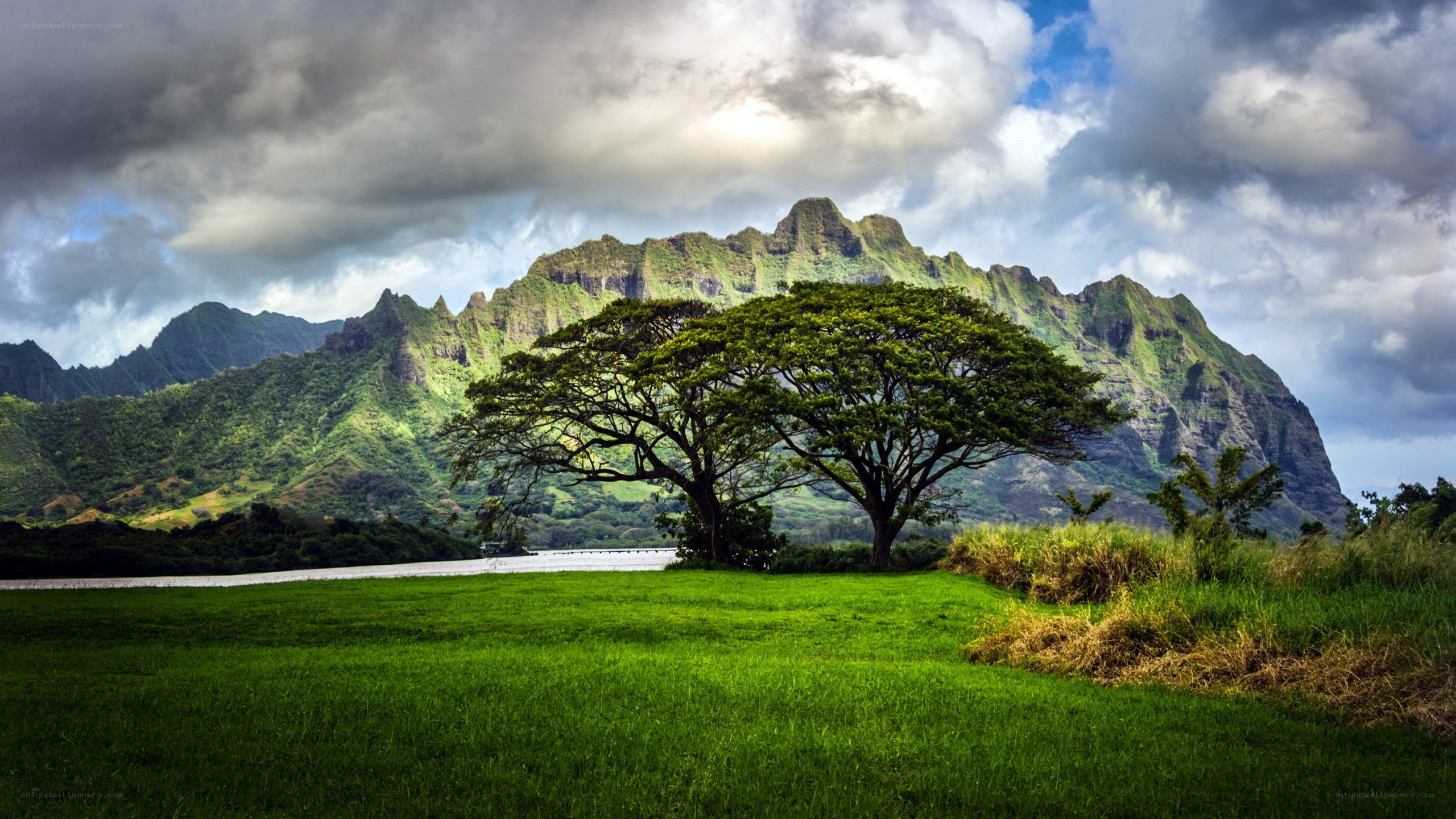 Lush green landscape with mountains