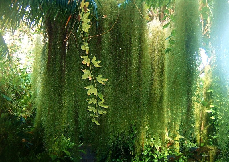lush green mossy forest