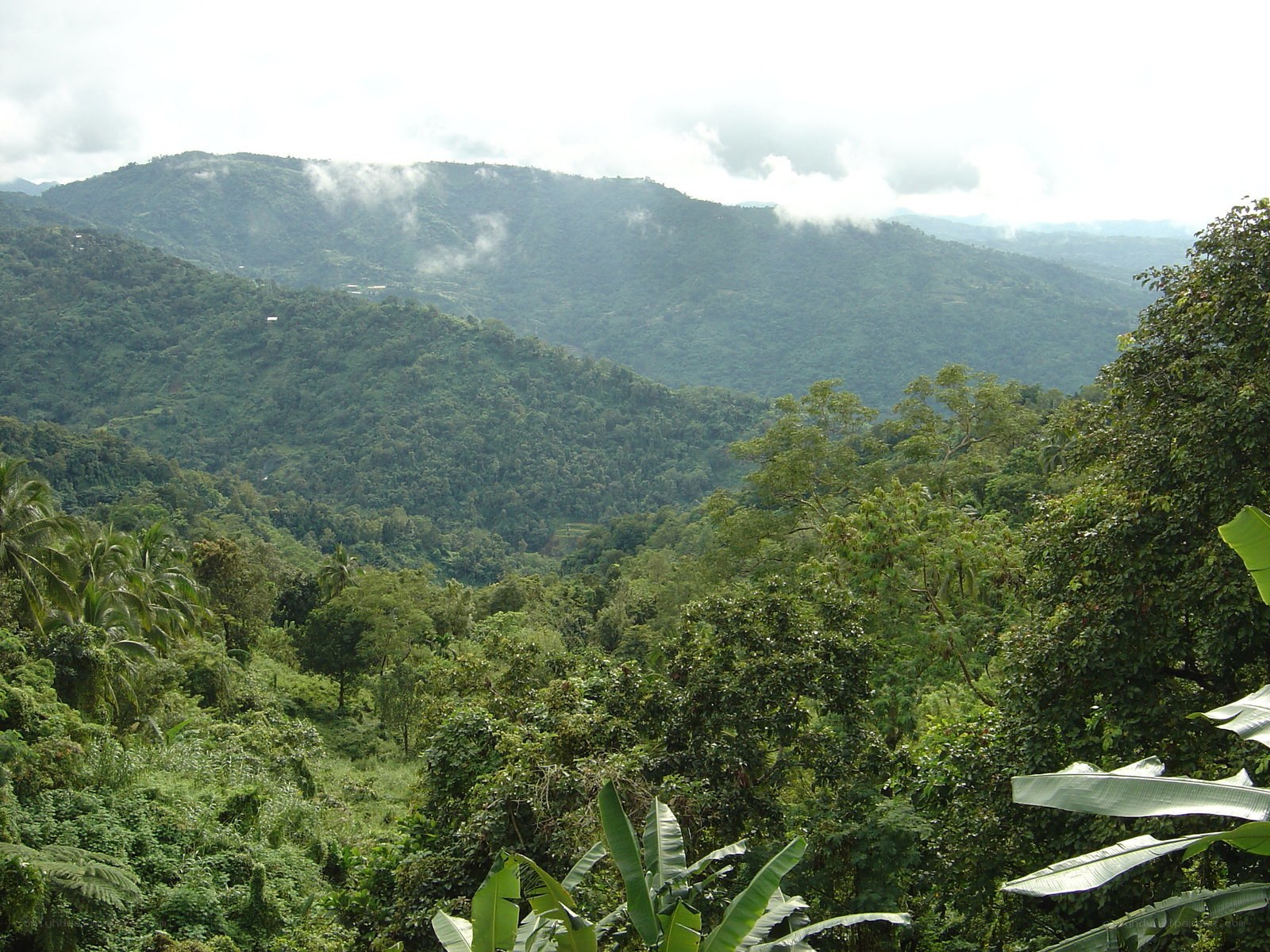 lush green mountain valley