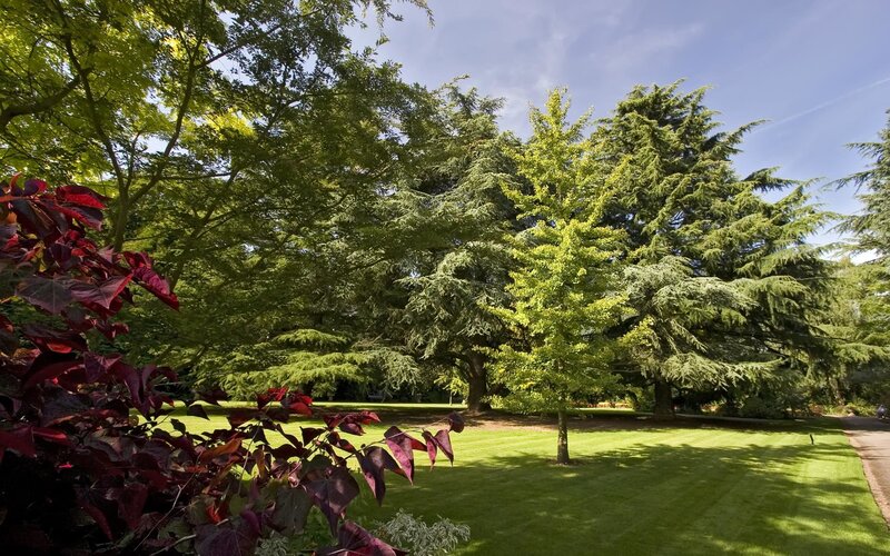 Lush green park with trees