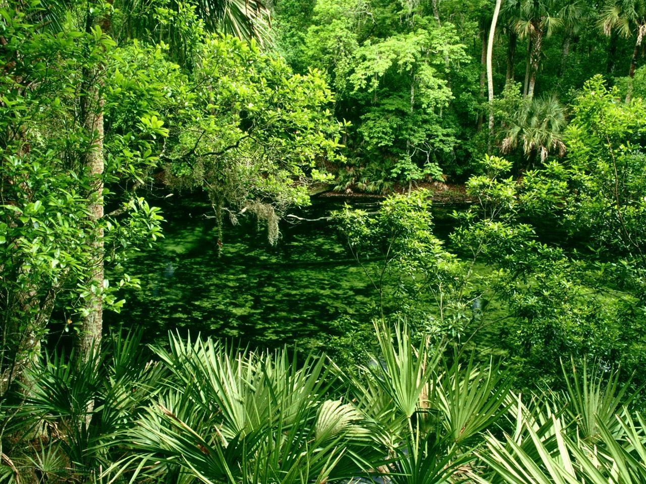 lush green swamp forest