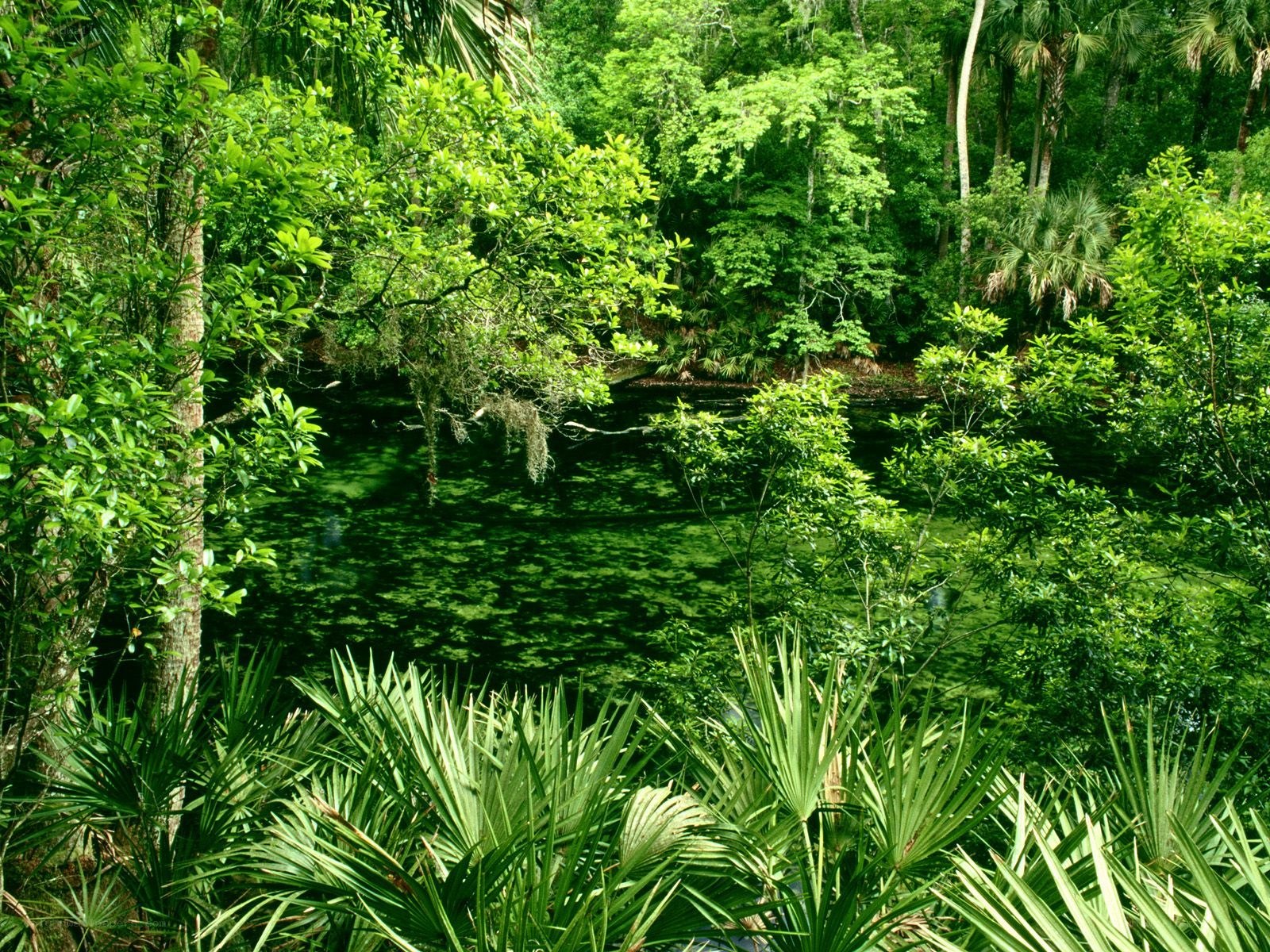 lush green swamp with pond
