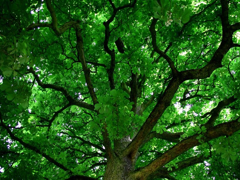 Lush green tree canopy