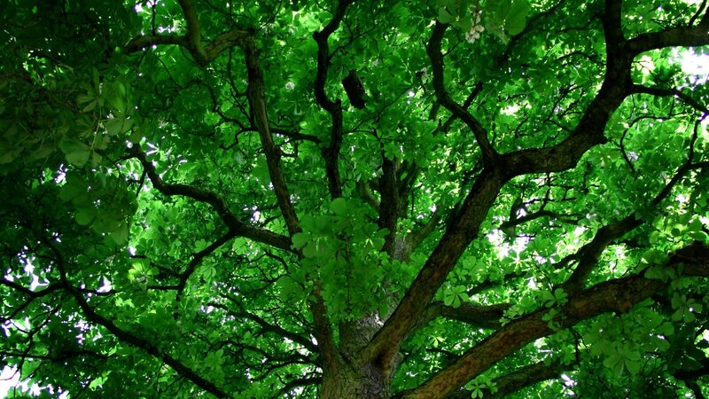 lush green tree canopy