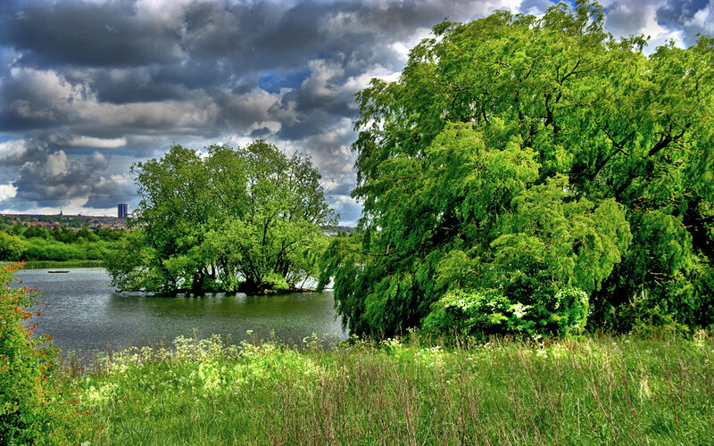 Lush green trees by a lake