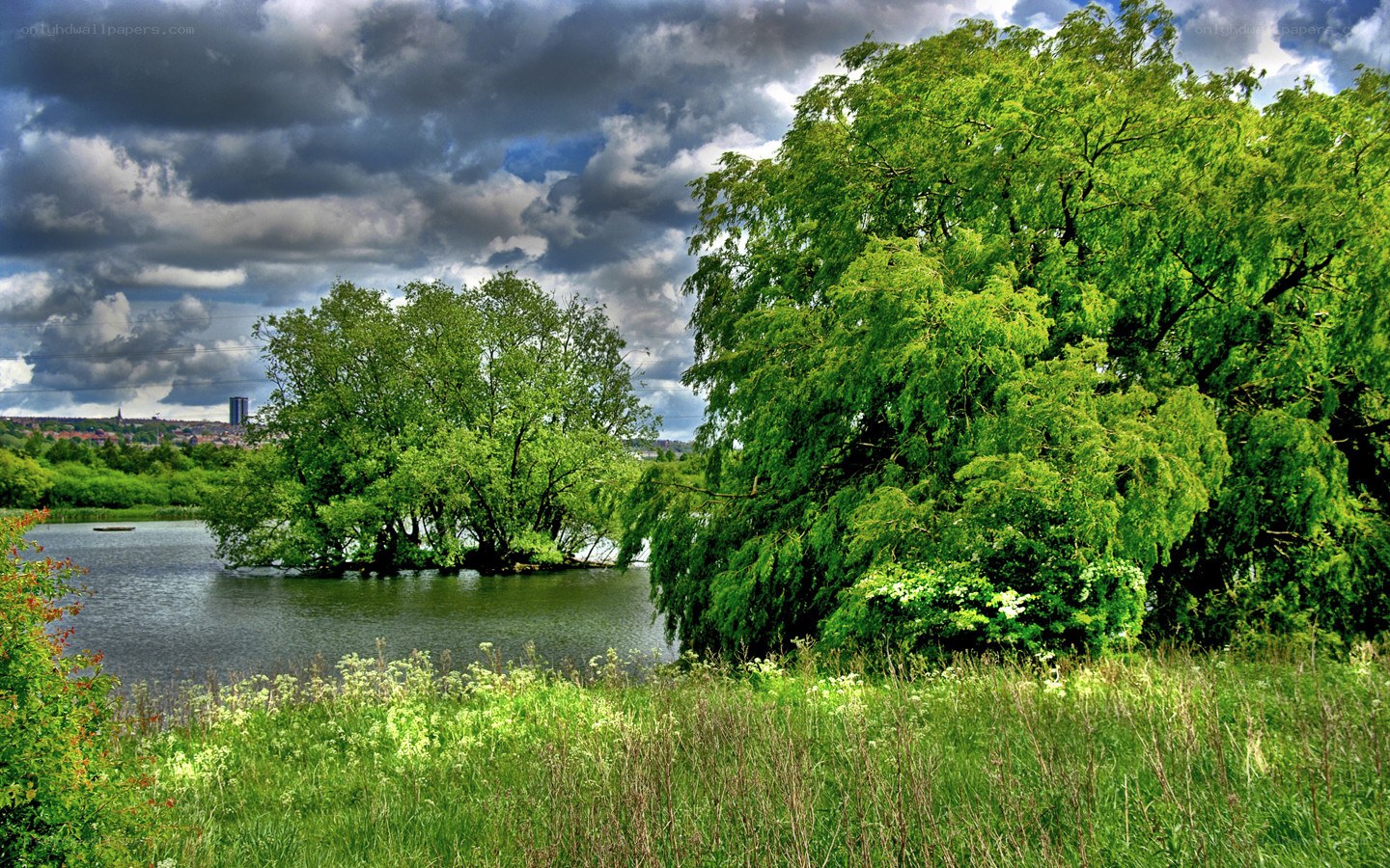 Lush green trees by a lake