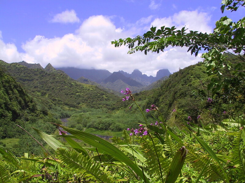 lush green valley with purple flowers