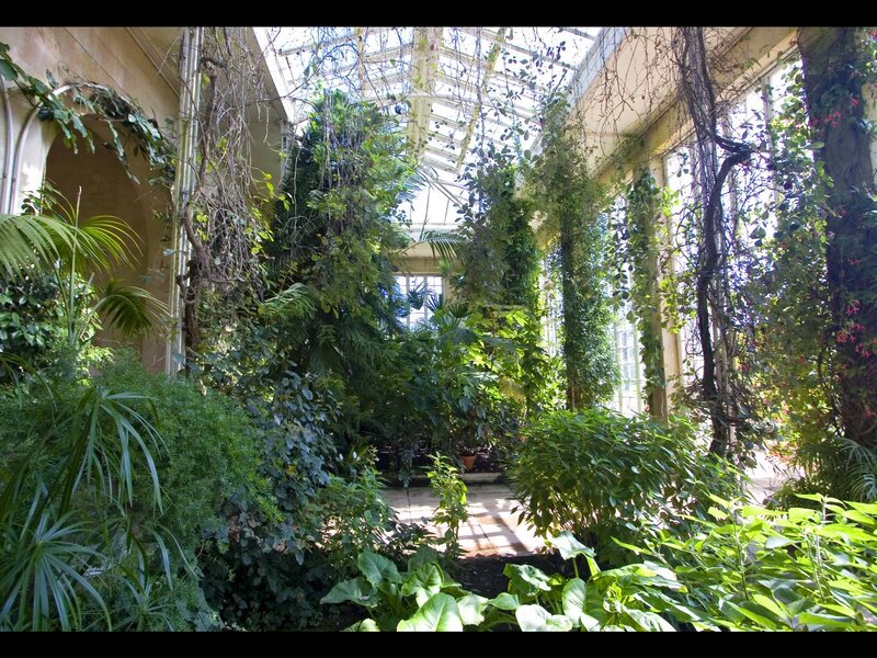 lush greenhouse interior