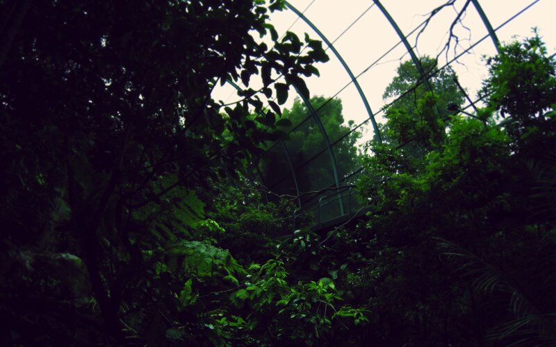 lush greenhouse interior