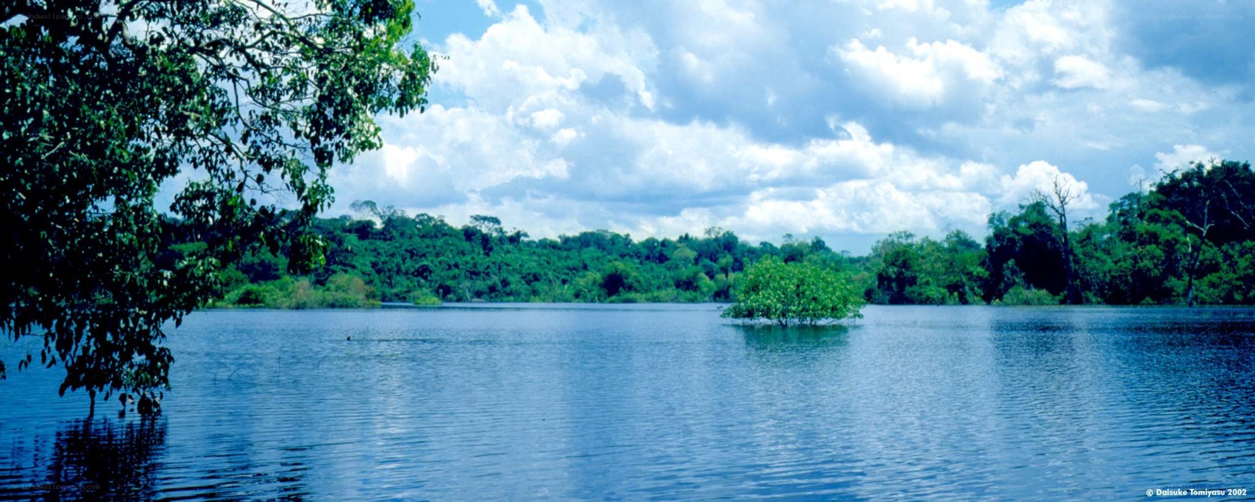 Lush lake in tropical forest