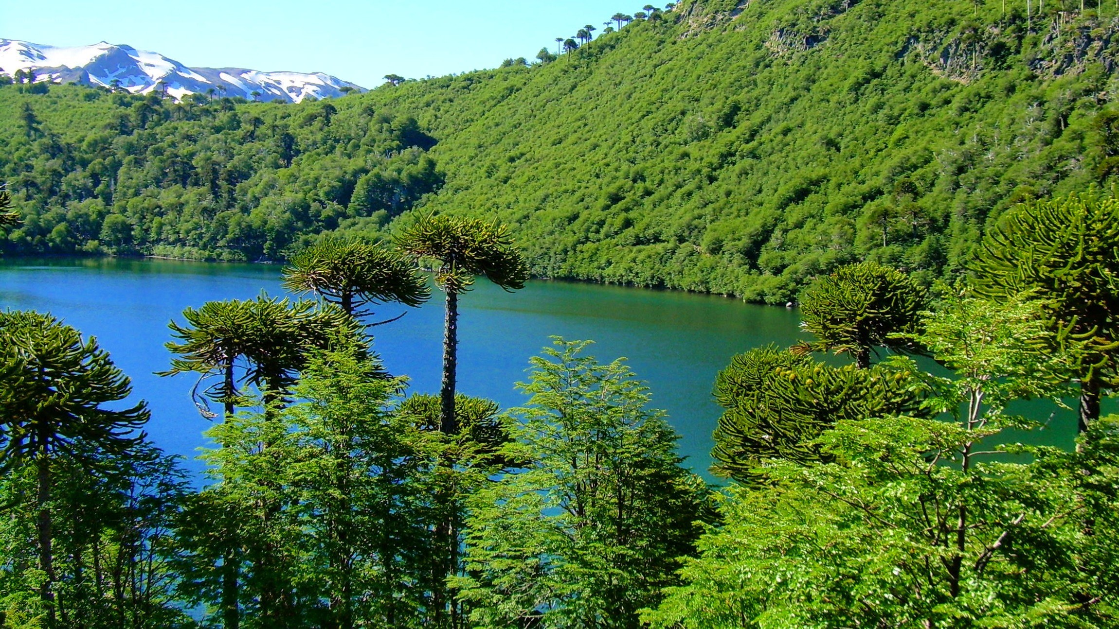 Lush lake with snow-capped mountains