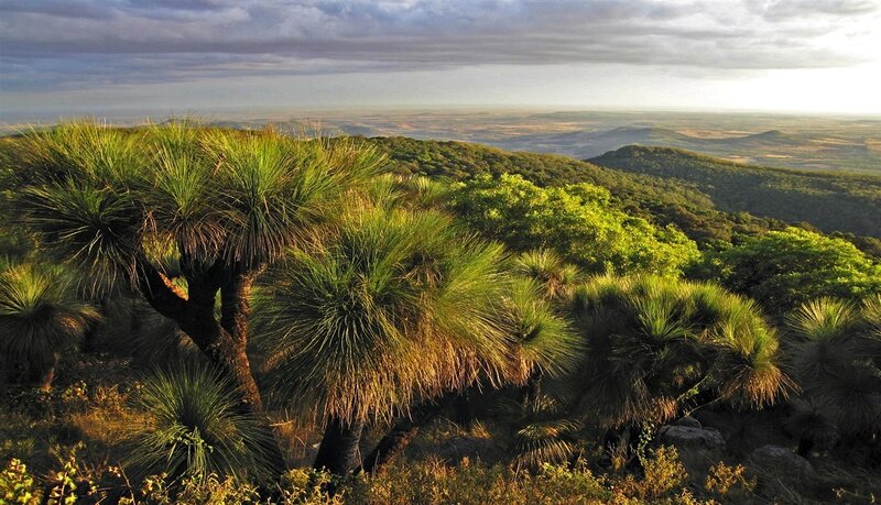 Lush landscape with yucca plants
