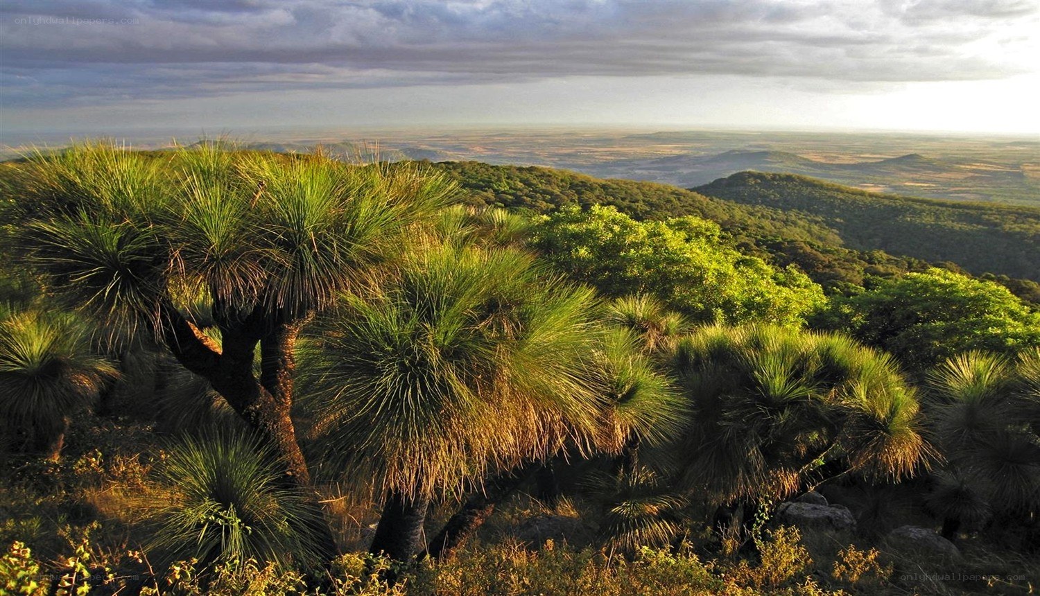 Lush landscape with yucca plants