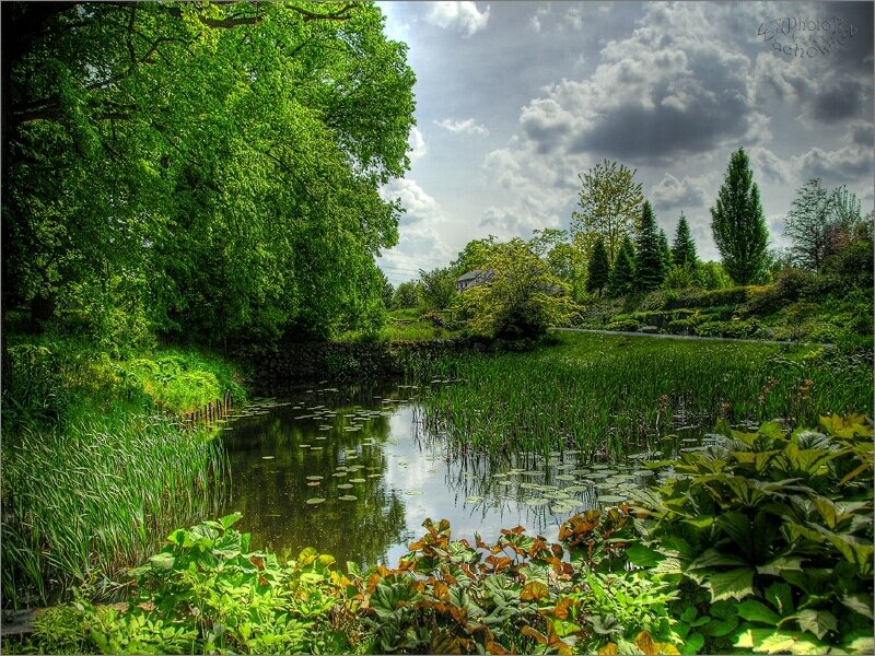 Lush pond in a green park