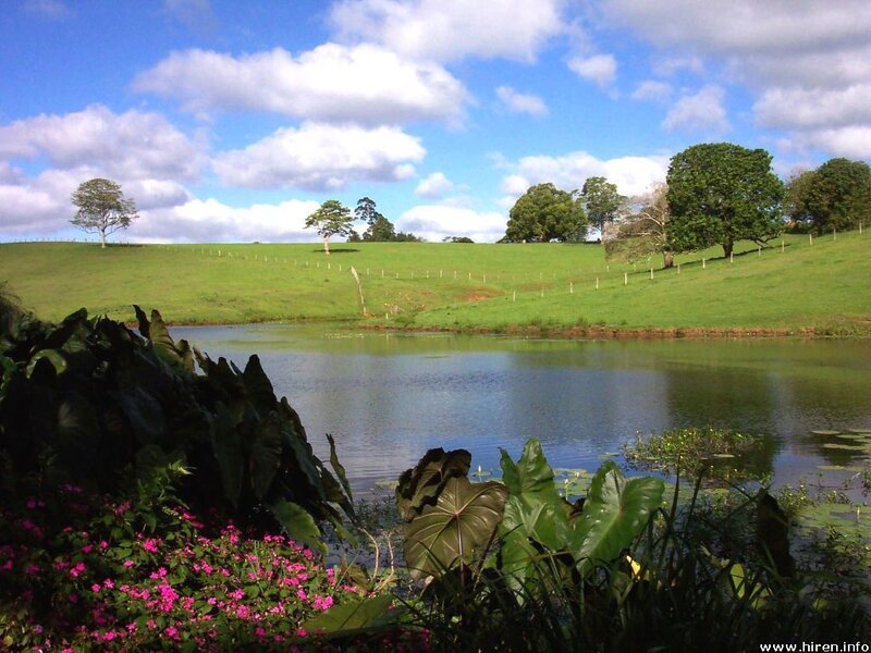 Lush pond in green landscape