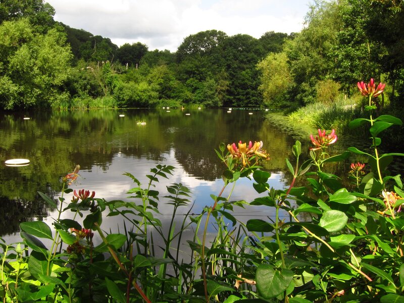 Lush pond with blooming flowers
