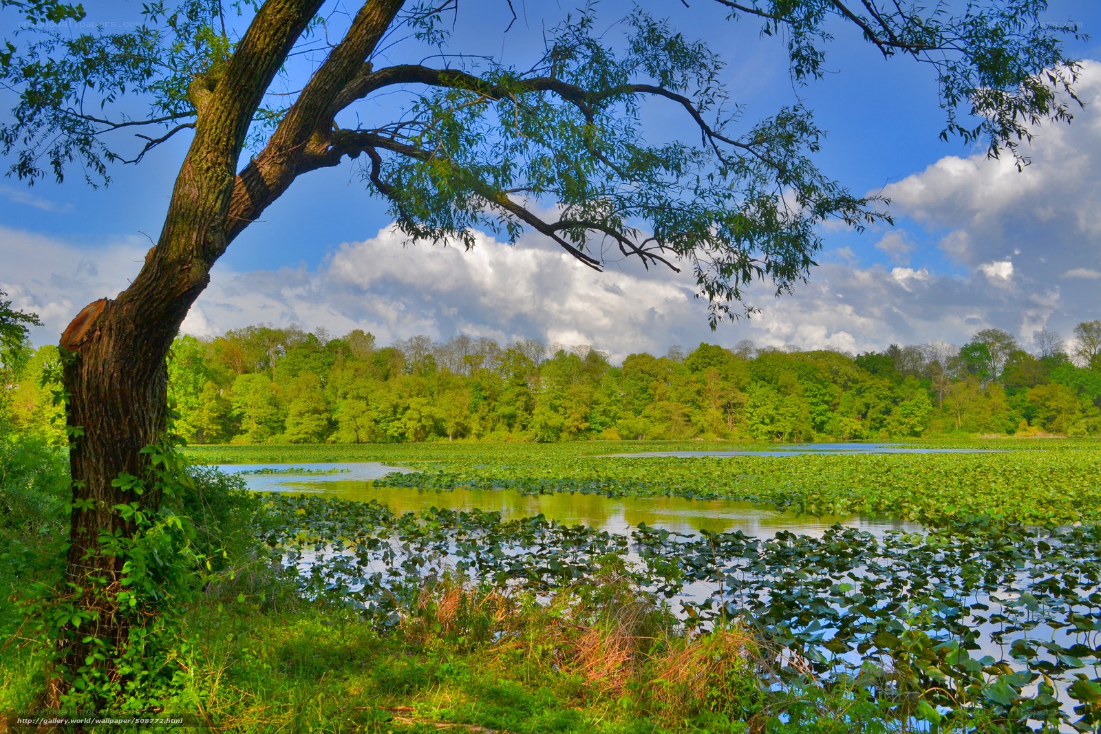Lush pond with lily pads
