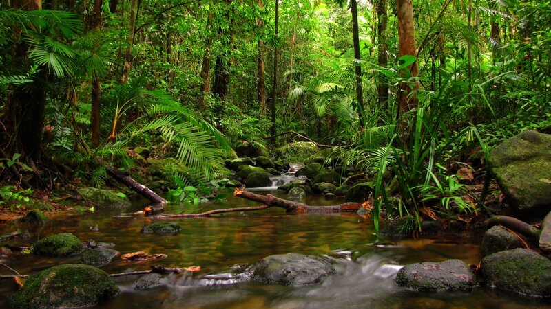 lush rainforest stream