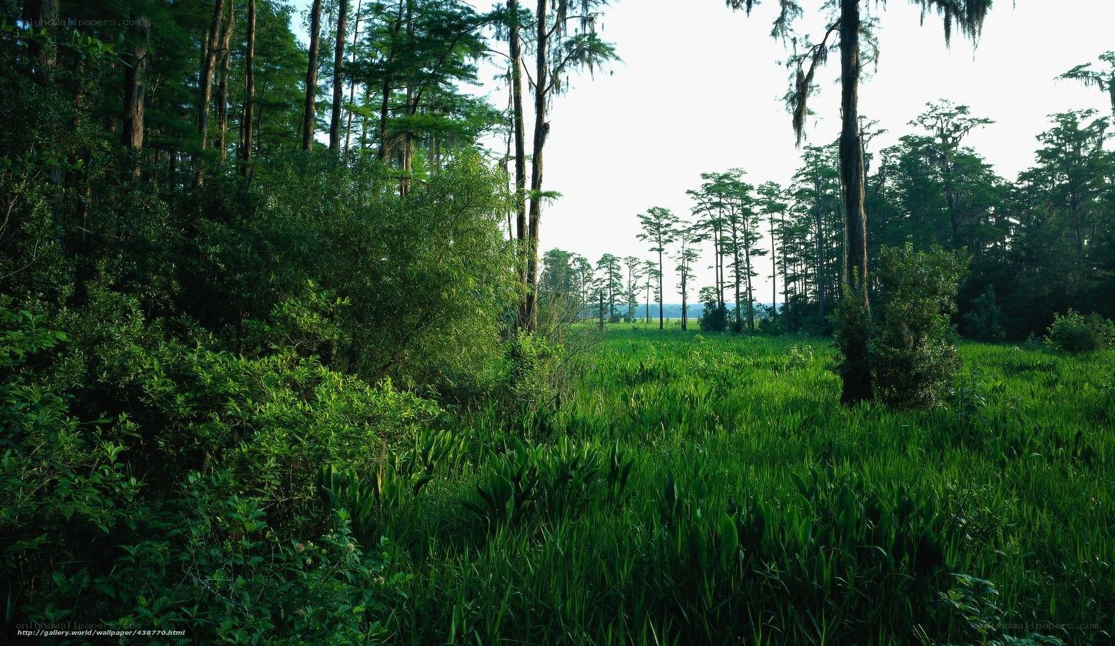 lush swamp forest landscape
