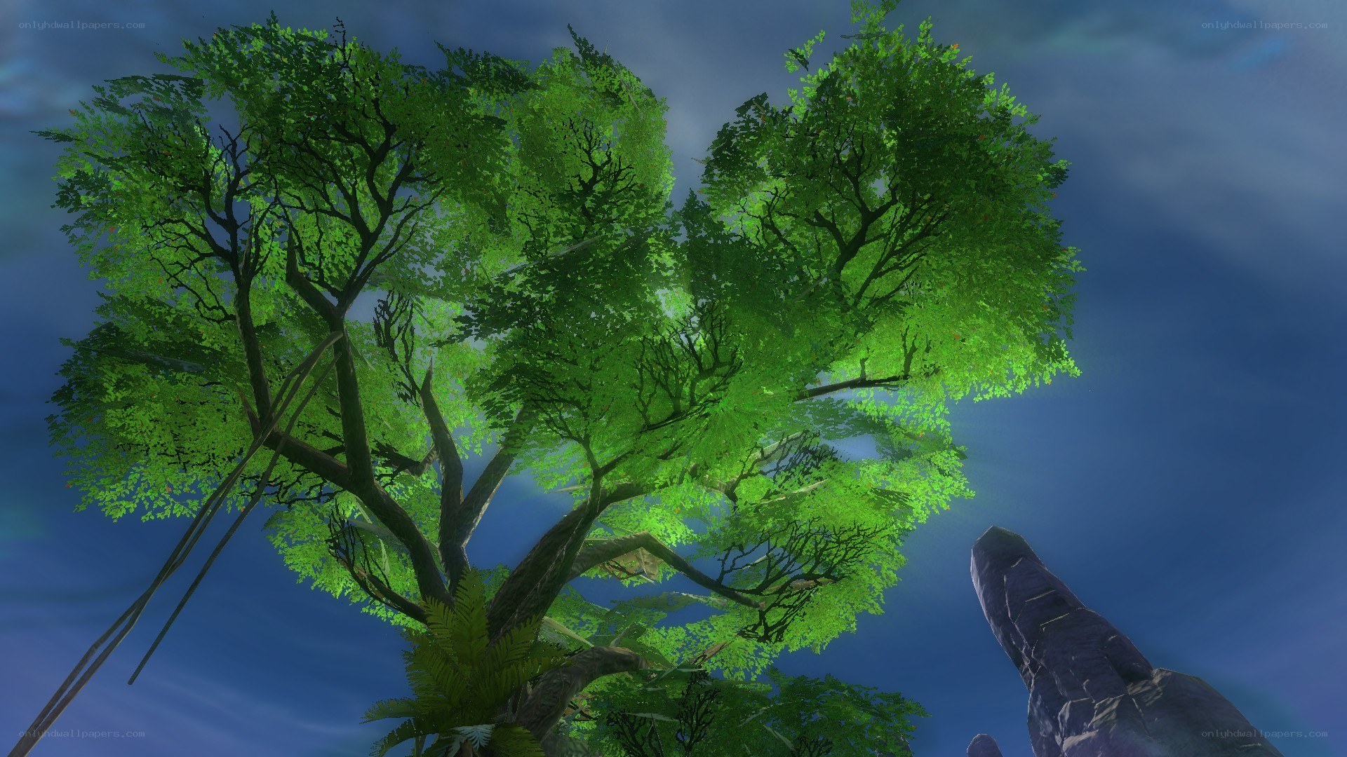 lush tree canopy view