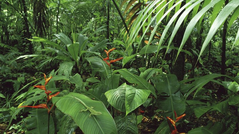 Lush tropical forest scene